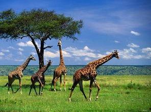 娱乐吃瓜君长颈鹿,娱乐吃瓜君的趣味解读 第2张 娱乐吃瓜君长颈鹿,娱乐吃瓜君的趣味解读 第2张