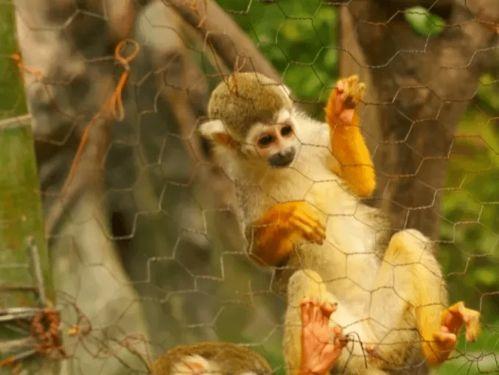 娱乐吃瓜君长颈鹿,娱乐吃瓜君的趣味解读 第3张 娱乐吃瓜君长颈鹿,娱乐吃瓜君的趣味解读 第3张